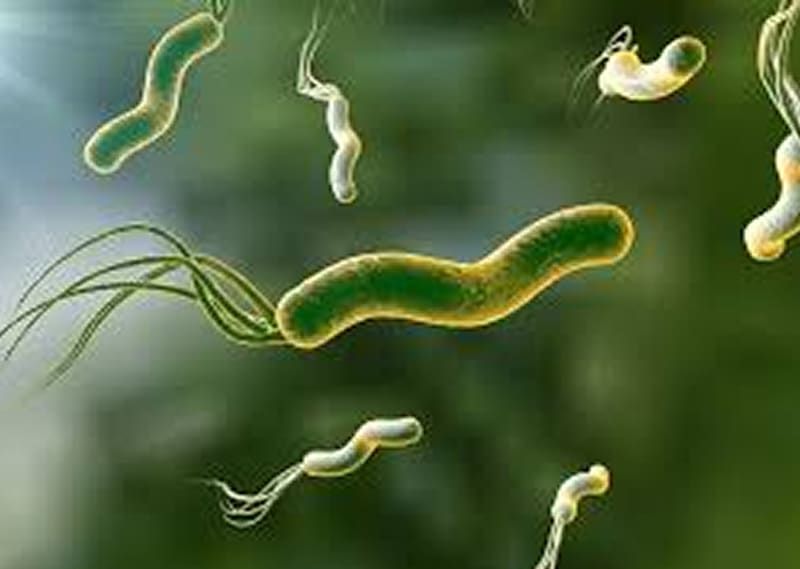 Uncover and Dispel 5 Enduring Mistakes About Helicobacter pylori Diseases